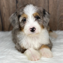 Bernedoodle Puppy Grace