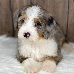 Bernedoodle Puppy Grace