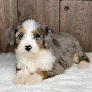 Bernedoodle Puppy Grace