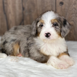 Bernedoodle Puppy Grace