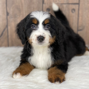 Bernedoodle Puppy Skylar