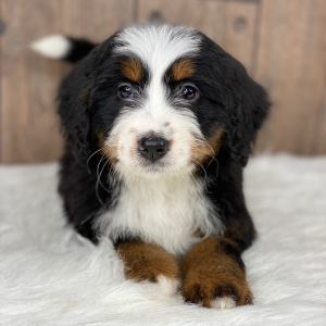 Bernedoodle Puppy Skylar