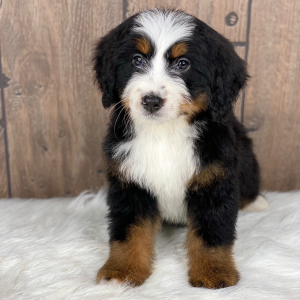 Bernedoodle Puppy Skylar