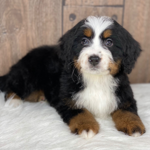 Bernedoodle Puppy Skylar