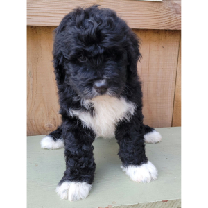 Bernedoodle Puppy Archie