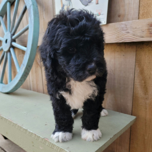 Bernedoodle Puppy Archie