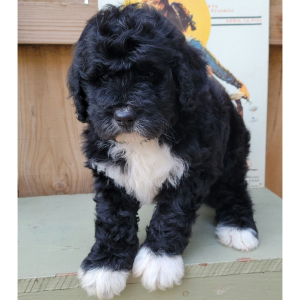 Bernedoodle Puppy Archie