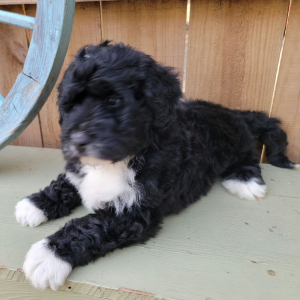 Bernedoodle Puppy Archie