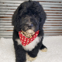 Bernedoodle Puppy Archie