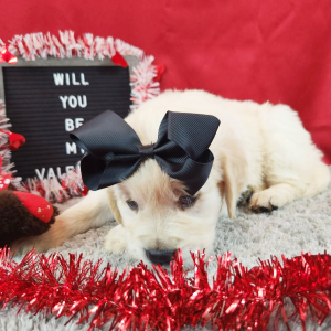 Golden Retriever Puppy Kinsley