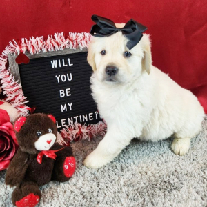 Golden Retriever Puppy Kinsley