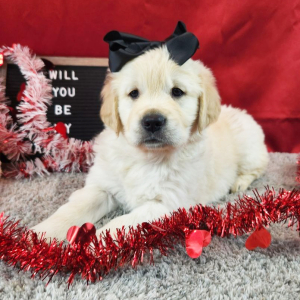 Golden Retriever Puppy Kinsley