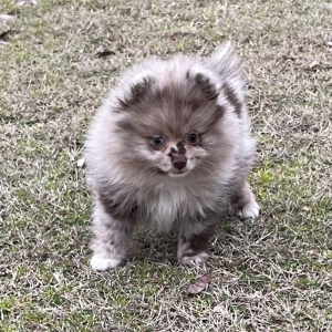 Pomeranian Puppy Maxwell