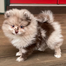 Pomeranian Puppy Maxwell