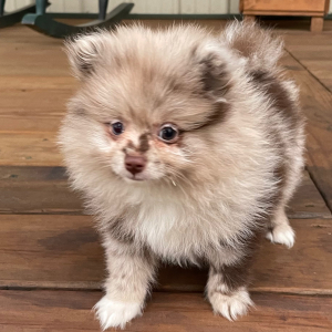Pomeranian Puppy Maxwell