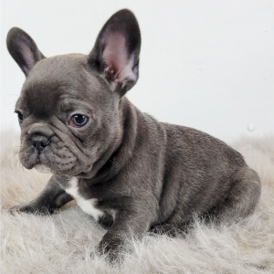 French Bulldog Puppy Nolan
