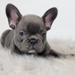 French Bulldog Puppy Nolan