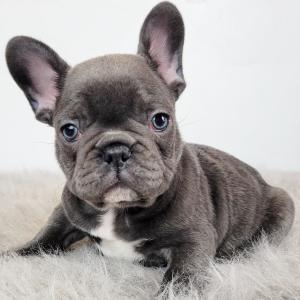 French Bulldog Puppy Nolan