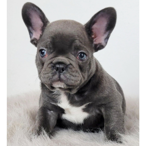 French Bulldog Puppy Nolan