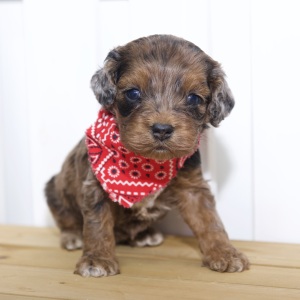 Cockapoo Puppy Hope