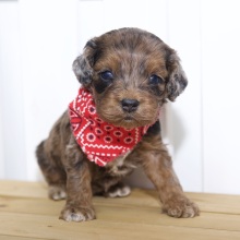 Cockapoo Puppy Hope