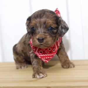 Cockapoo Puppy Hope