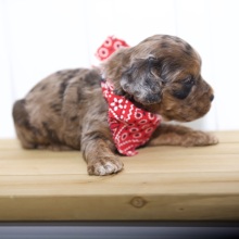 Cockapoo Puppy Hope