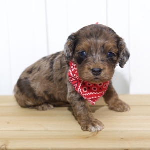 Cockapoo Puppy Hope