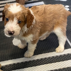 Aussiedoodle Puppy Sounder