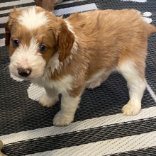 Aussiedoodle Puppy Sounder