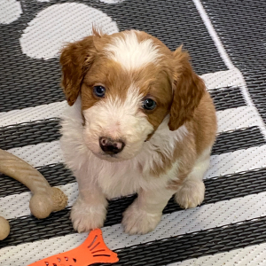Aussiedoodle Puppy Sounder