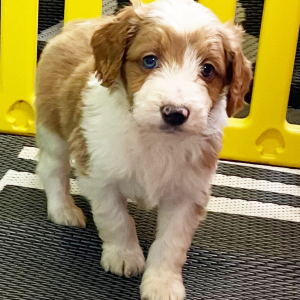 Aussiedoodle Puppy Sounder