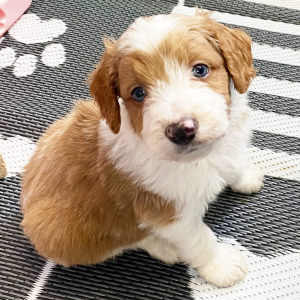 Aussiedoodle Puppy Sounder