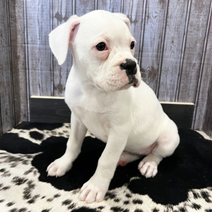 Boxer Puppy Suzie