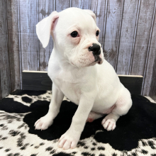 Boxer Puppy Suzie