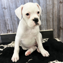 Boxer Puppy Suzie