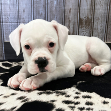 Boxer Puppy Suzie
