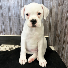 Boxer Puppy Suzie