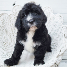 Bernedoodle Puppy Ryleigh