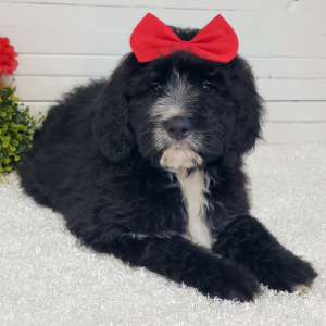 Bernedoodle Puppy Ryleigh