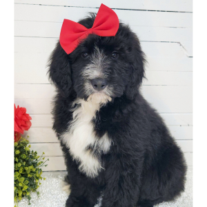 Bernedoodle Puppy Ryleigh
