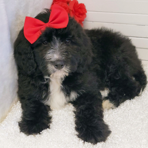 Bernedoodle Puppy Ryleigh