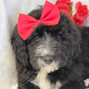 Bernedoodle Puppy Ryleigh