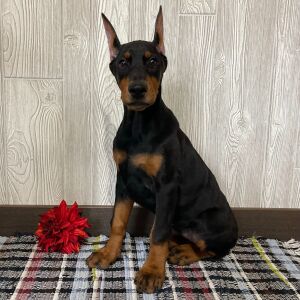 Doberman Pinscher Puppy Fiona