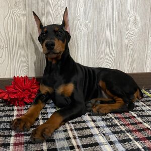 Doberman Pinscher Puppy Fiona