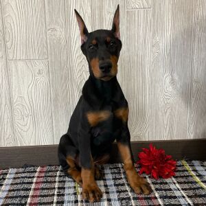 Doberman Pinscher Puppy Fiona