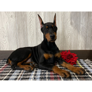 Doberman Pinscher Puppy Fiona