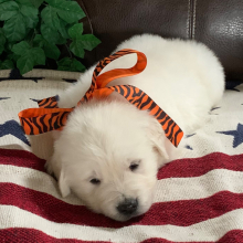 Golden Retriever Puppy Lil Man