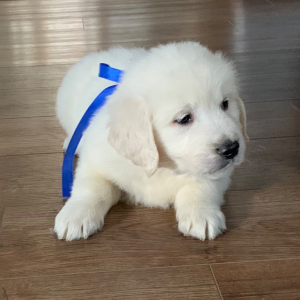 Golden Retriever Puppy Lil Man