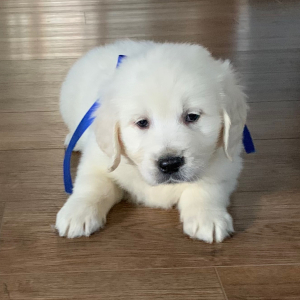 Golden Retriever Puppy Lil Man
